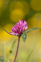 Red clover
