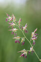 Grass flowers