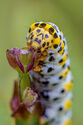 Mullein moth caterpillar