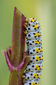 Mullein moth caterpillar