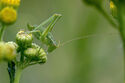 Speckled bush cricket