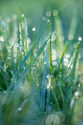 Dewy grass