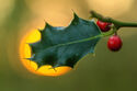 Holly