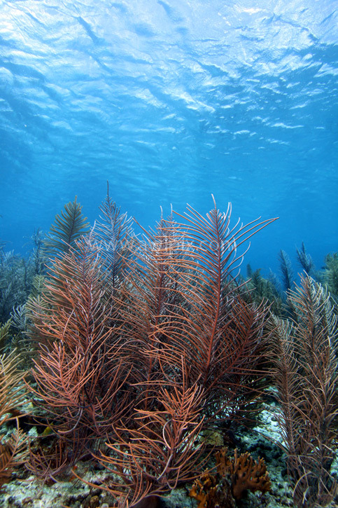 PHOTOGRAPHY by Alan Lyall LRPS CPAGB: Sea plum