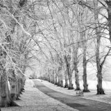 Avenue of Trees in Winter