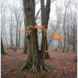 Last of the Autumn Leaves