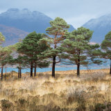 Pine Trees, Loch Torridon