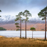 Pine Trees, Loch Claire, Torridon