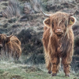 Highland Cattle, Applecross Peninsula