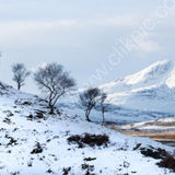Tree line on Skye