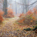 A Misty Autumn Morning