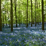 Bluebells in Dockey Wood, Ashridge