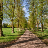 Avenue of Trees in the Spring