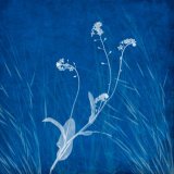Wild flowers 1 on cyanotype background