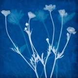 Wild flowers 2 on cyanotype background