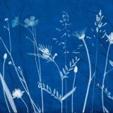 Wild flowers 4 on cyanotype background