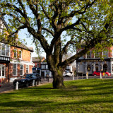 The Horse Chestnut  Tree, Harpenden