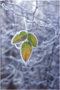 Frost & leaves