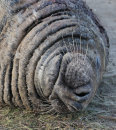Grey Seal bull