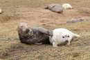 Grey Seal and Pup