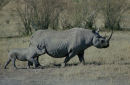 Black rhino & calf