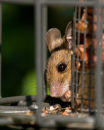 Wood Mouse