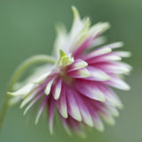 Aquiligia 'Nora Barlow'