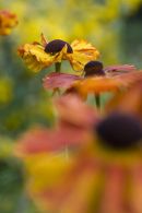 Helenium 'Sahin's Early'