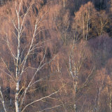 Winter Birch