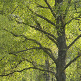 This Memory of Spring