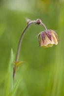 Geum rivale (Water Avens)
