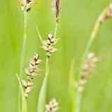 Three Sedges