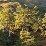 Torridon Pines
