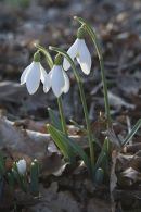 Snowdrops