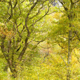 The Great Wood, Derwentwater