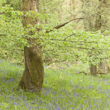 In and Out the Dusty Bluebells