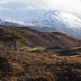Assynt Pines