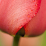 Red Tulip