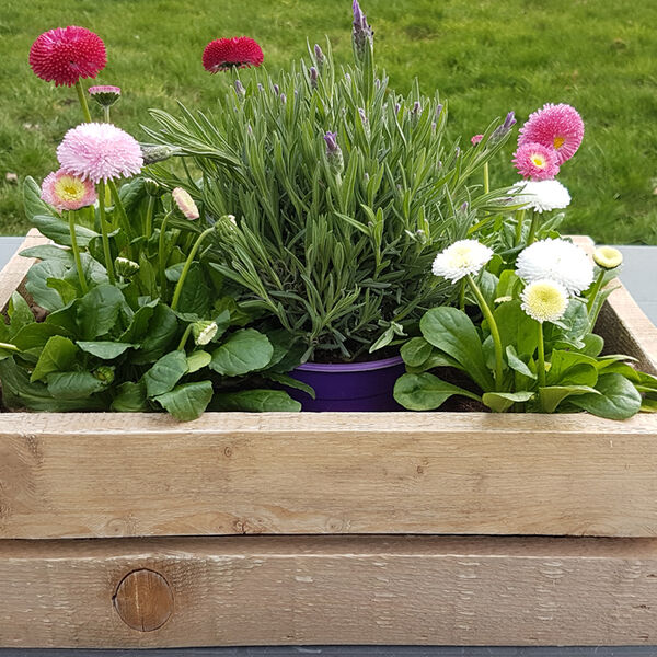 Wooden Crate Plant Box plant box in crates