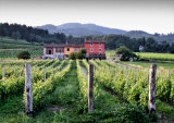 Vineyard, Lucca