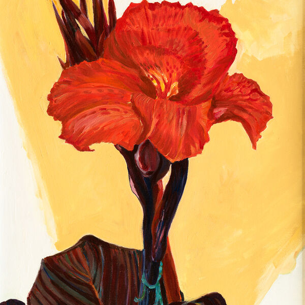 Red Canna in Bloom