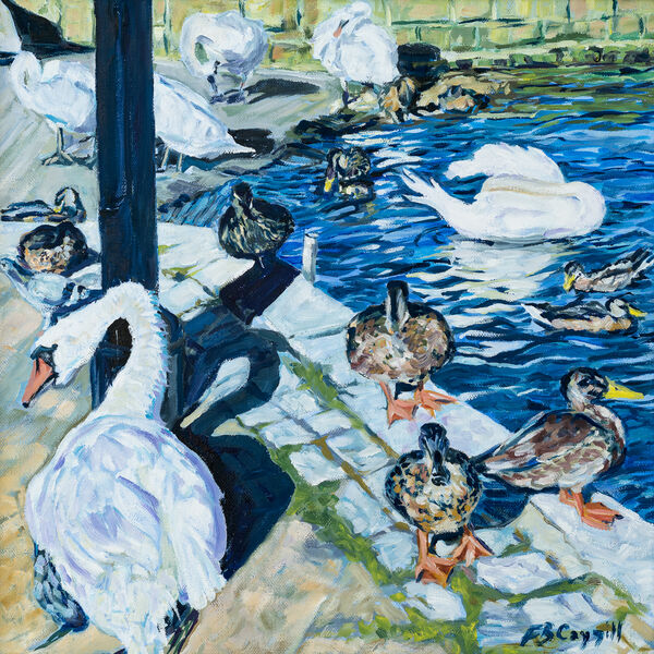 Swans, Christchurch Harbour