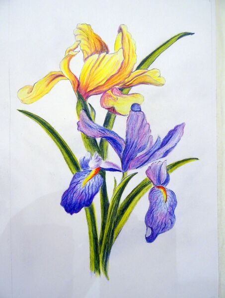 Irises