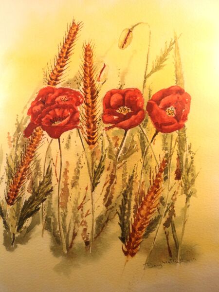 Poppies on a corn field