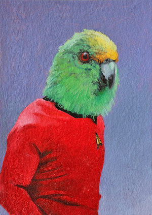 Orange-fronted Parakeet