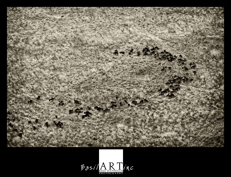 A whirl of wildebeest