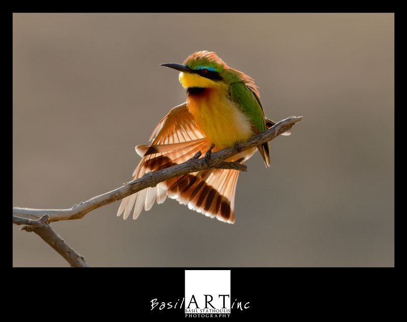 Bee eater sunning