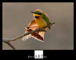 Bee eater sunning