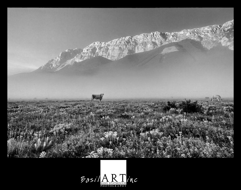 Bovino on the prati di Sirente