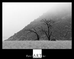 Goudkoppie in the mist